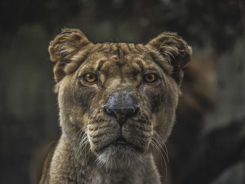 Kagua Tairi la Akiba Kabla ya Safari